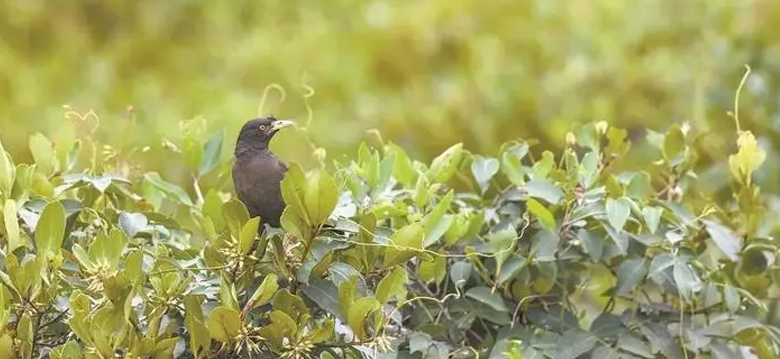 野生动植物视察监测指挥与管理系统